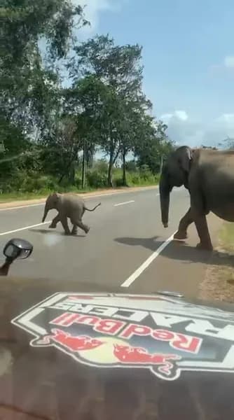 Baby Elephant Trail Dash