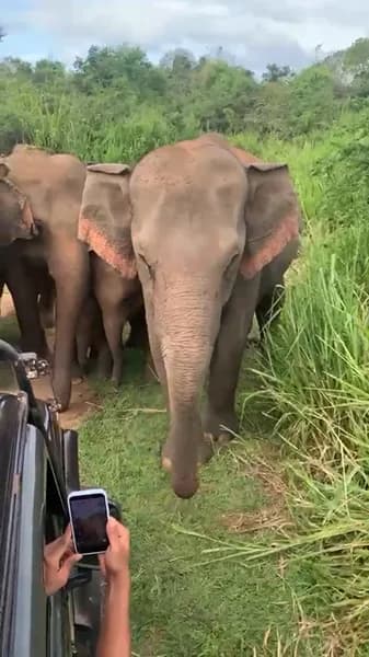 Gentle Giants Up Close