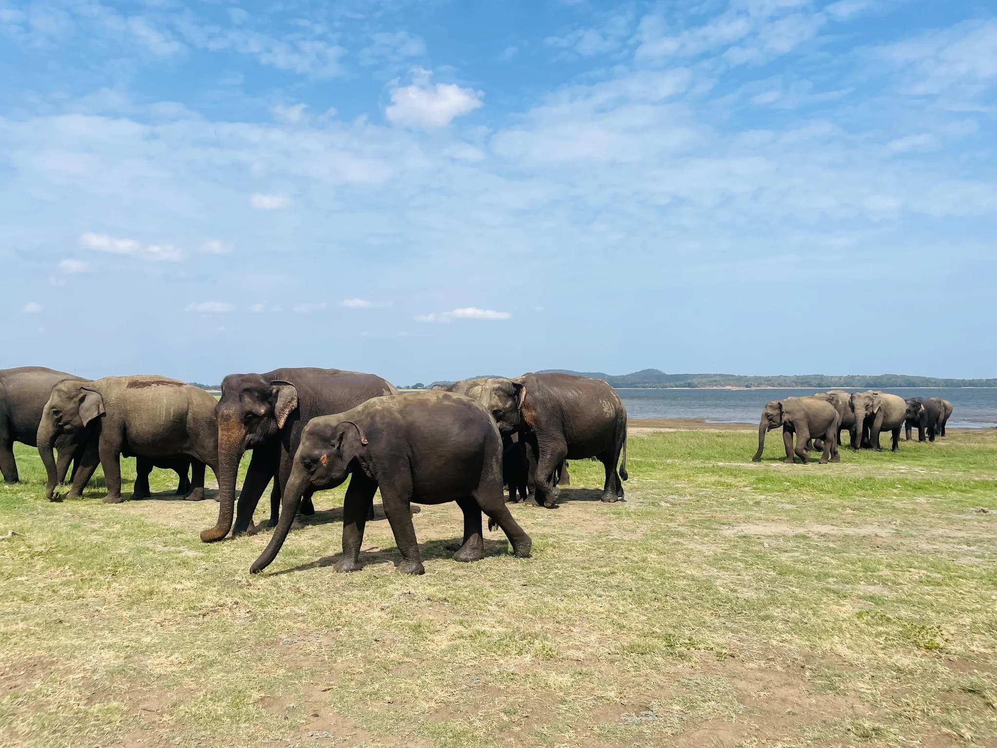 Wildlife Safaris