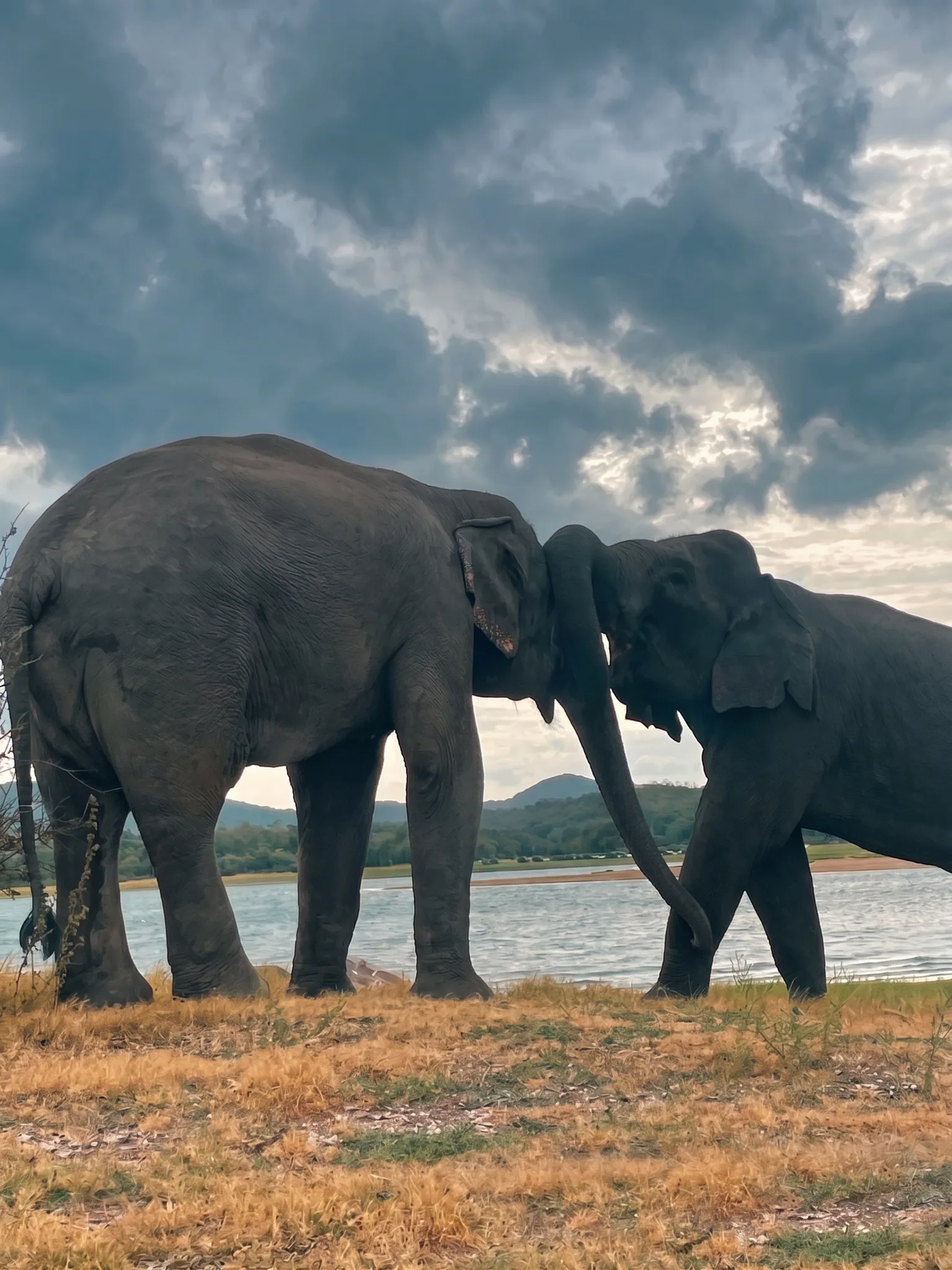 Gentle Giants at Minneriya National Park